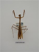 藏品(螳螂)的圖片